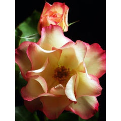 Birthday Girl Bush Rose