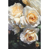 Champagne Moment Bush Rose - Heritage Gardens UK Online Garden Centre