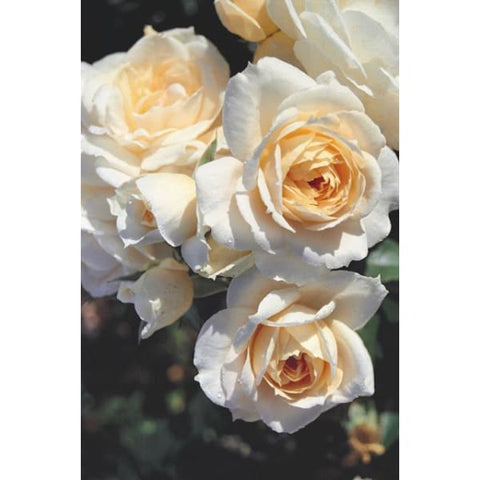 Champagne Moment Bush Rose - Heritage Gardens UK Online Garden Centre