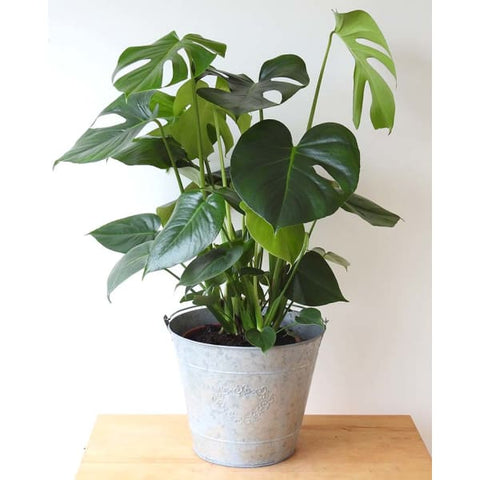 Cheese Plant - Heritage Gardens UK Online Garden Centre