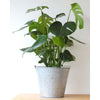 Cheese Plant - Heritage Gardens UK Online Garden Centre