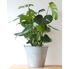 Cheese Plant