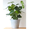 Cheese Plant - Cheese Plant - Indoor Plants