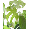 Cheese Plant - Cheese Plant - Indoor Plants