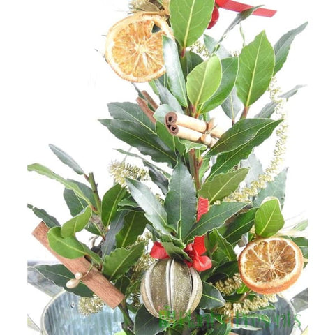 Christmas Bay - Christmas Bay - Christmas Trees