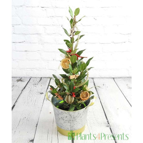 Christmas Bay - Christmas Bay - Christmas Trees