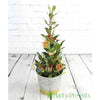 Christmas Bay - Christmas Bay - Christmas Trees