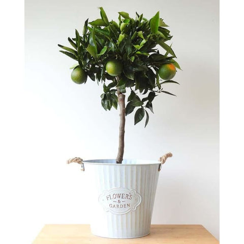 Clementine - Heritage Gardens UK Online Garden Centre