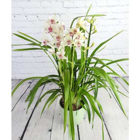 Cymbidium Orchid - Indoor Plant