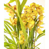 Cymbidium Orchid - Indoor Plant