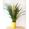 Cymbidium Orchid - Indoor Plant