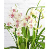 Cymbidium Orchid - Indoor Plant