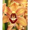 Cymbidium Orchid - Indoor Plant