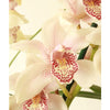 Cymbidium Orchid - Indoor Plant