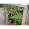 Double Tomato House - Growhouse