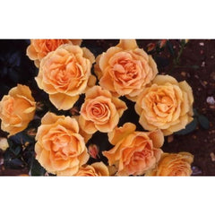 Easy Going Bush Rose
