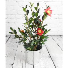 Festive Yuletide Camellia
