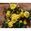 Gardener's Glory Climber Rose - Heritage Gardens UK Online Garden Centre