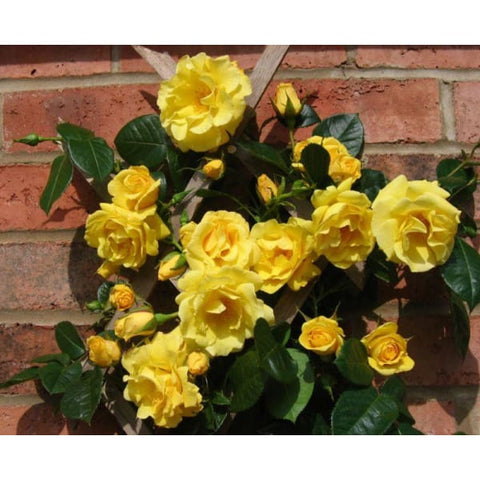 Gardener's Glory Climber Rose - Heritage Gardens UK Online Garden Centre