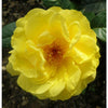 Golden Wedding Bush Rose - Heritage Gardens UK Online Garden Centre