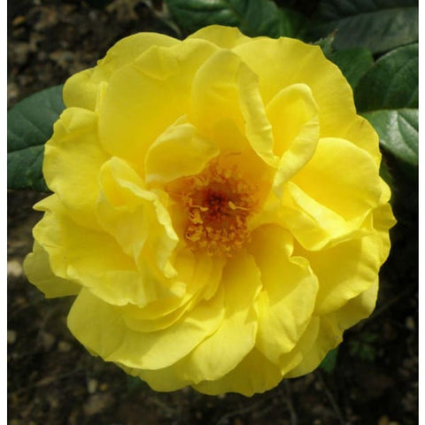 Golden Wedding Bush Rose - Heritage Gardens UK Online Garden Centre