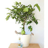 G&T Gift Set - Heritage Gardens UK Online Garden Centre