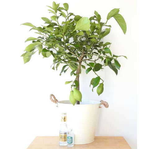 G&T Gift Set - Heritage Gardens UK Online Garden Centre