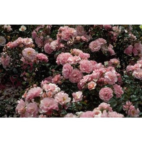 Happy Retirement Bush Rose - Roses