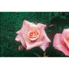 High Hopes Climber Rose - Heritage Gardens UK Online Garden Centre