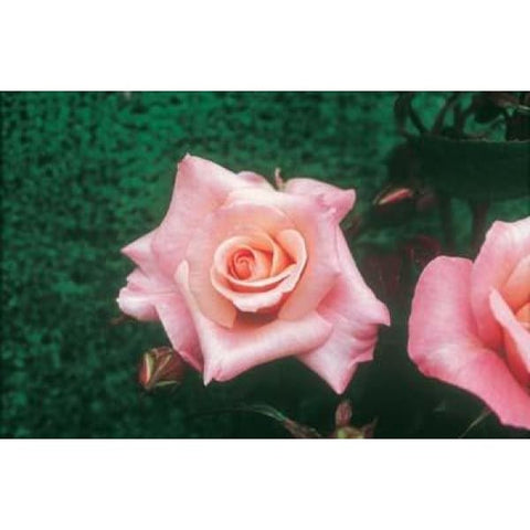 High Hopes Climber Rose - Heritage Gardens UK Online Garden Centre