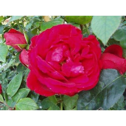 Illusion Climber Rose - Heritage Gardens UK Online Garden Centre