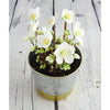 Indoor Hellebore - Indoor Hellebore - Indoor Plants