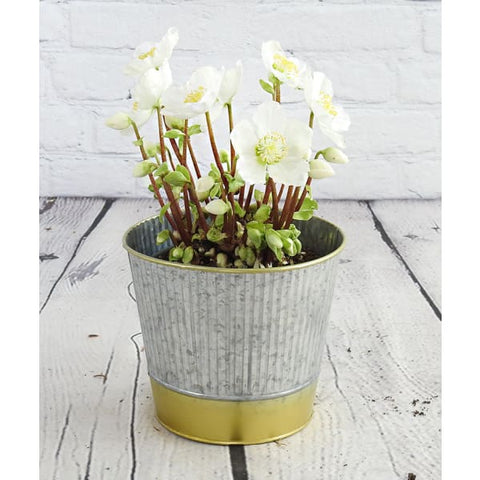 Indoor Hellebore - Indoor Hellebore - Indoor Plants