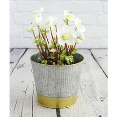 Indoor Hellebore