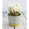 Indoor Hellebore - Indoor Hellebore - Indoor Plants