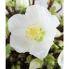 Indoor Hellebore - Indoor Hellebore - Indoor Plants