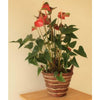 Large Anthurium - Heritage Gardens UK Online Garden Centre