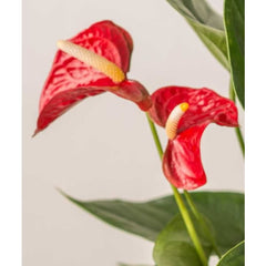 Large Anthurium