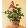 Large Anthurium - Heritage Gardens UK Online Garden Centre