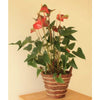 Large Anthurium - Plant Gifts