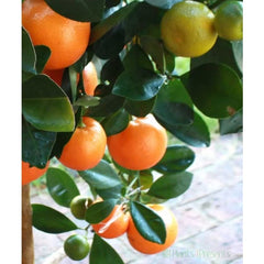 Large Calamondin