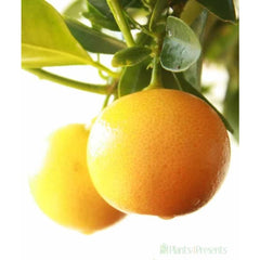 Large Calamondin