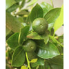 Large Calamondin - Heritage Gardens UK Online Garden Centre