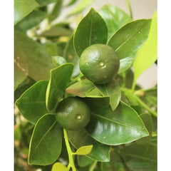 Large Calamondin