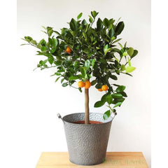 Large Calamondin