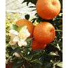 Large Chinotto - Plant Gifts