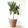 Large Chinotto - Plant Gifts