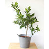 Large Kaffir Lime - Indoor Plants