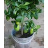 Large Lemon Tree - Heritage Gardens UK Online Garden Centre