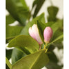 Large Lemon Tree - Heritage Gardens UK Online Garden Centre